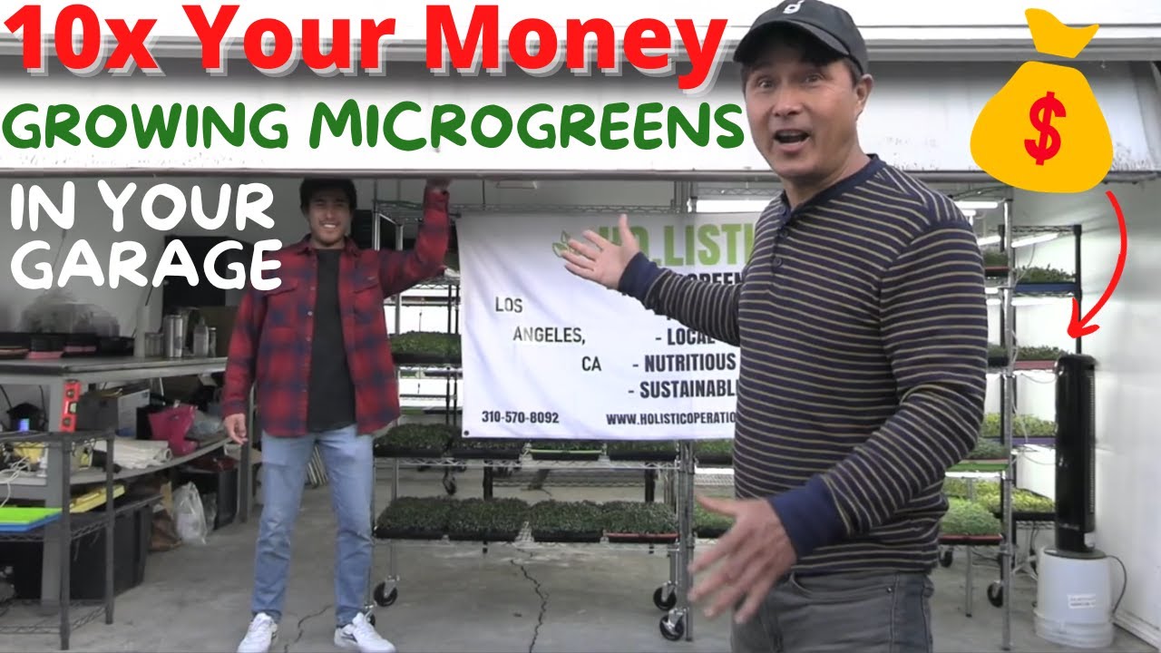 10x Your Money by Growing Microgreens on Paper Towels in Your Garage