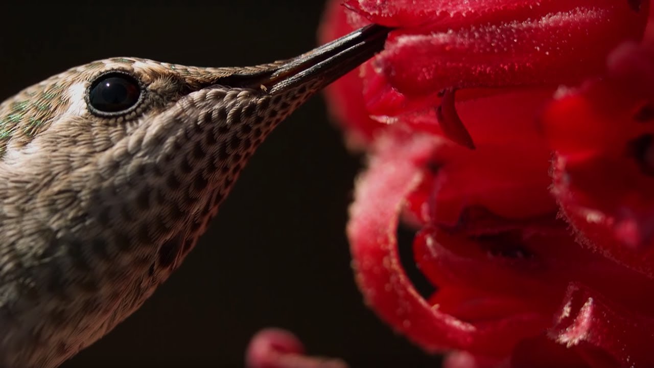 Male Hummingbirds Fight for Nectar | BBC Earth