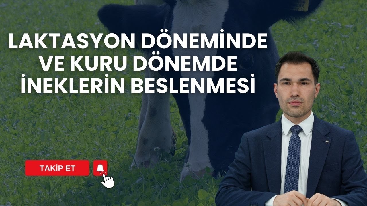 LAKTASYON DÖNEMİNDE VE KURU DÖNEMDE İNEKLERİN BESLENMESİ | HAYVANCILIK REHBERİ