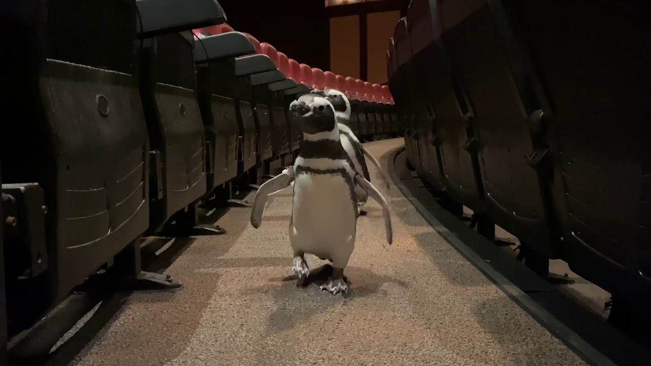 The Penguins Explore Shedd Aquarium's 4-D Theater