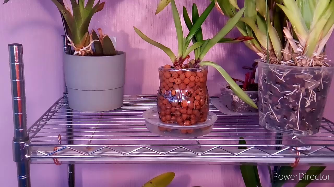 L'orchidée Sabot de Vénus | Paphiopedilum