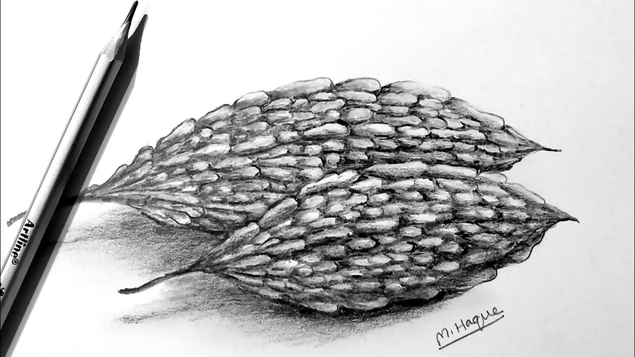 How to Draw Bitter gourd/ Bitter gourd Sketch for Beginners/ Pencil Sketch