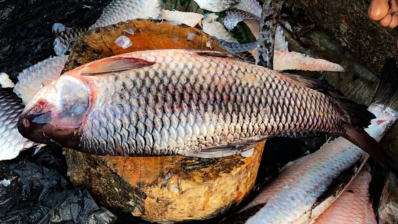 Amazing Rohu Fish Cutting Techniques, Big Rui Fish Skinning & Cutting