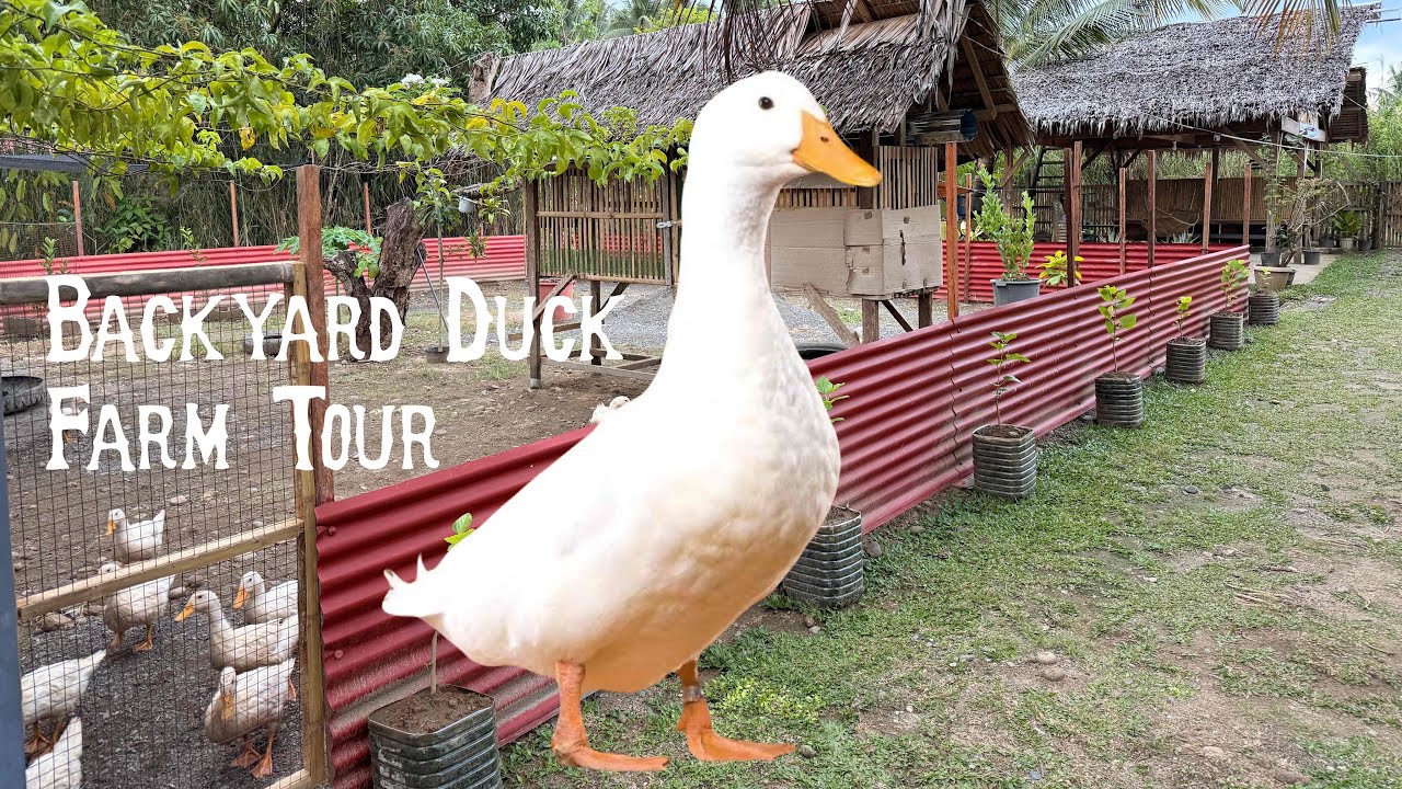 My backyard Duck farm tour