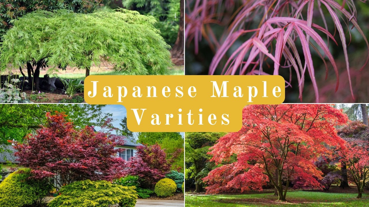 Japanese Maple Varieties Explained (Leaf Type, Size, Color)