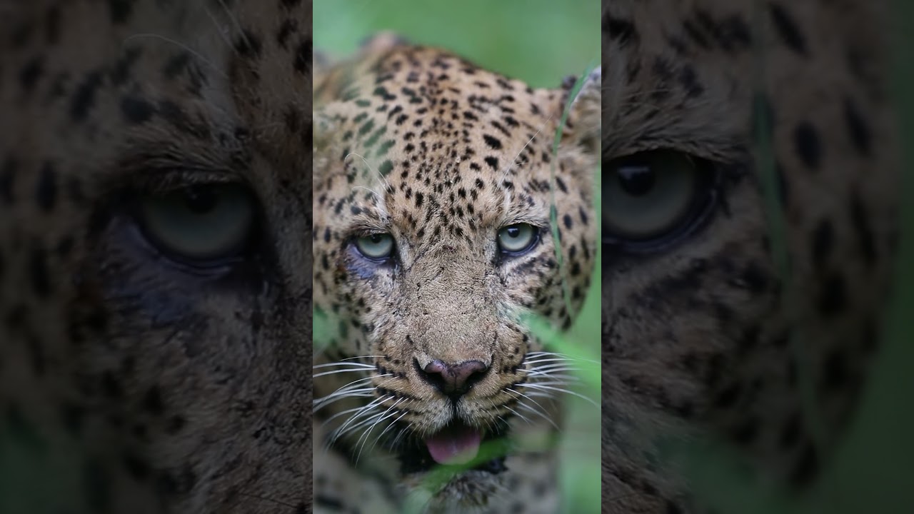 Beautiful close up of this Intense looking male Leopard on Safari - #wildlife
