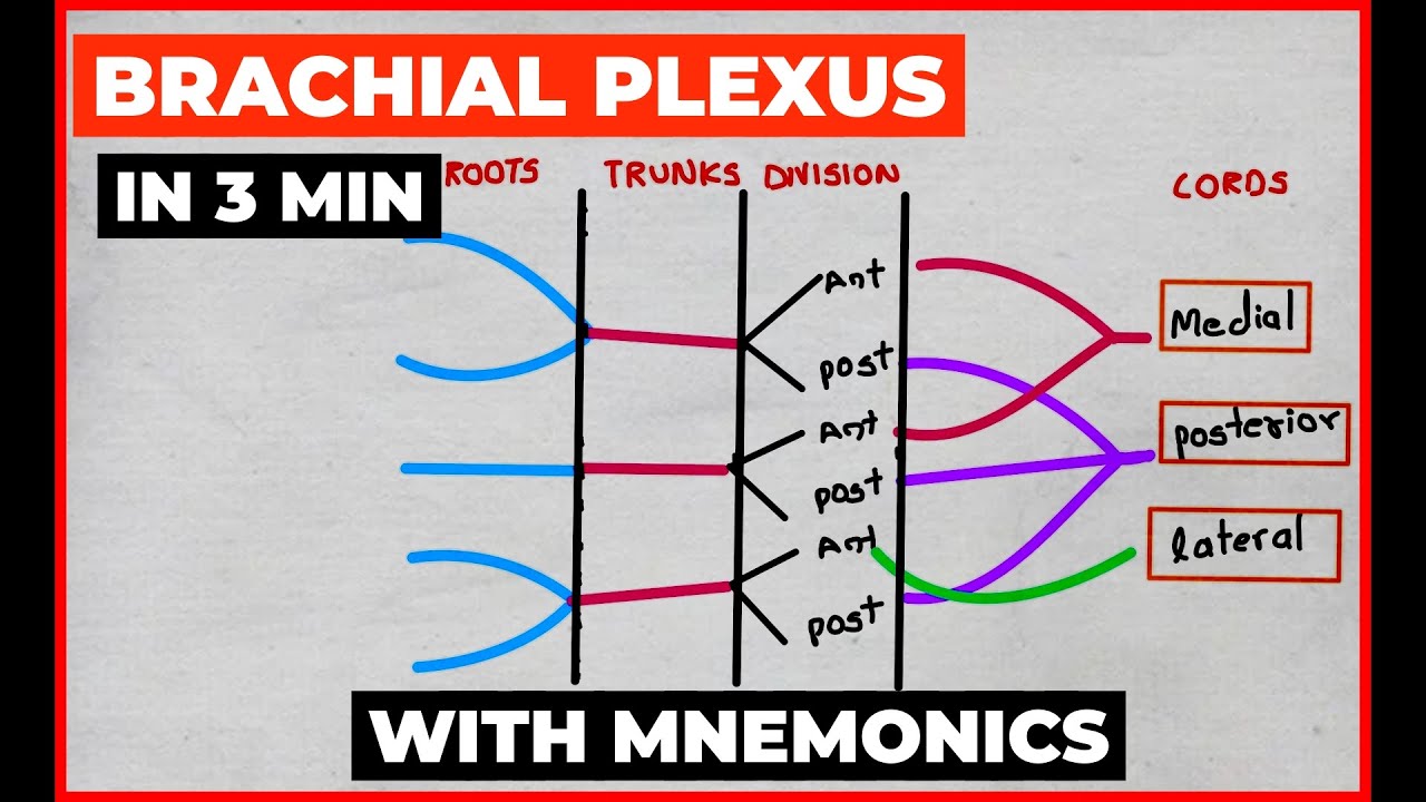 BRACHIAL PLEXUS IN 3 MIN | ANATOMY UPPER LIMB | EASY DIAGRAM WITH MNEMONICS