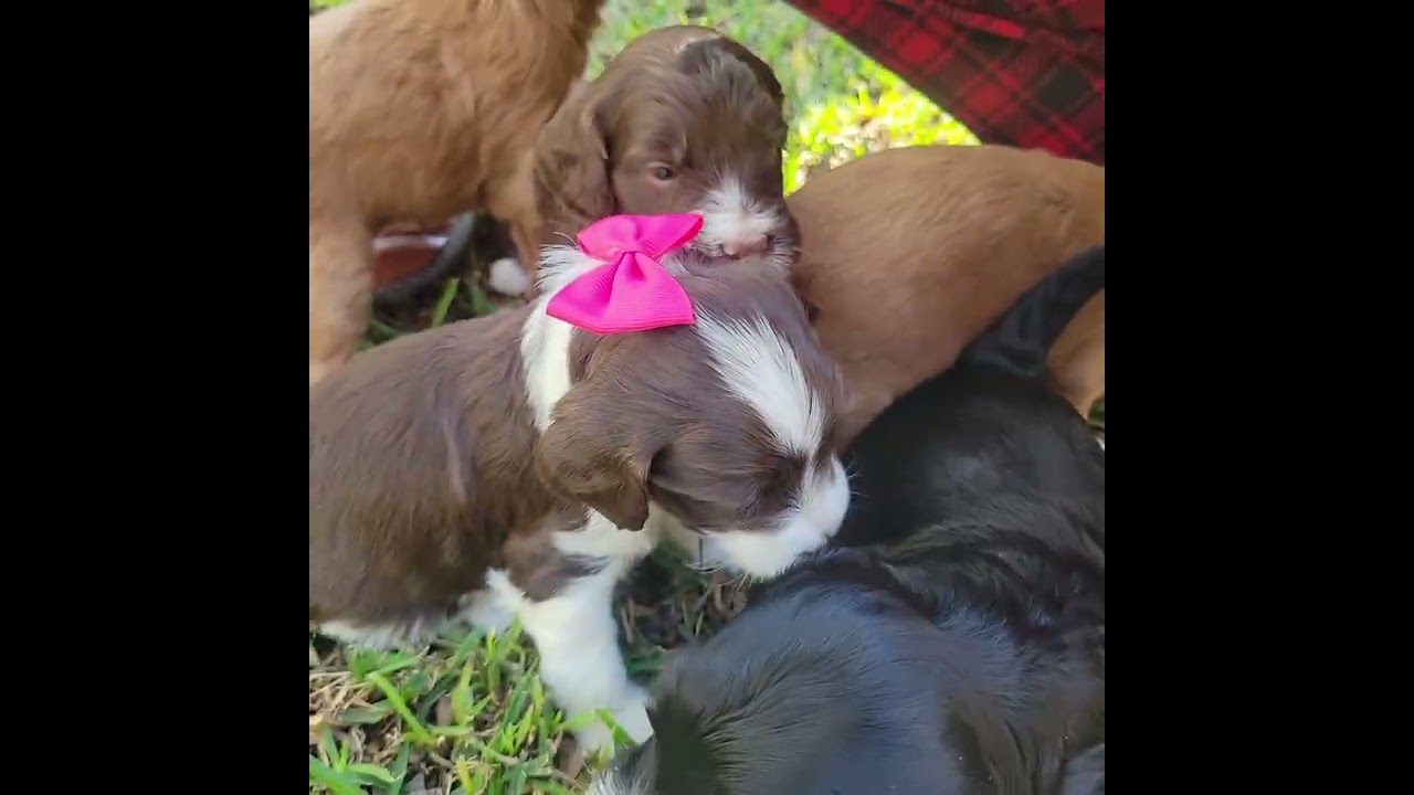 Indys Puppy Bowl 4wks