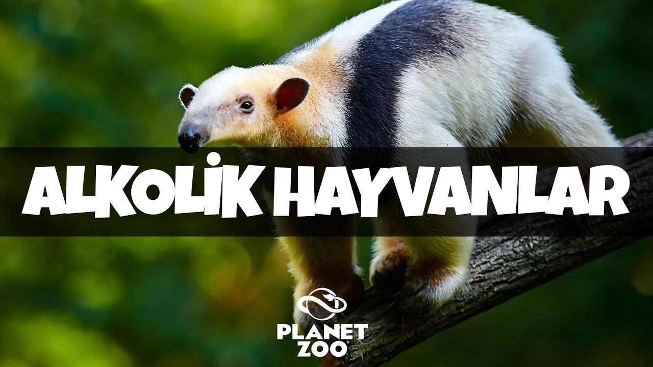 ALKOLİK HAYVANLAR! - PLANET ZOO