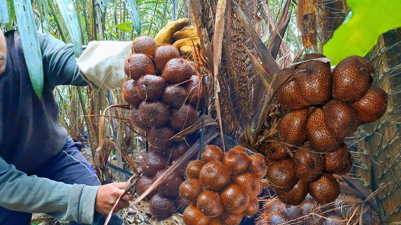 Petani panen buah salak super