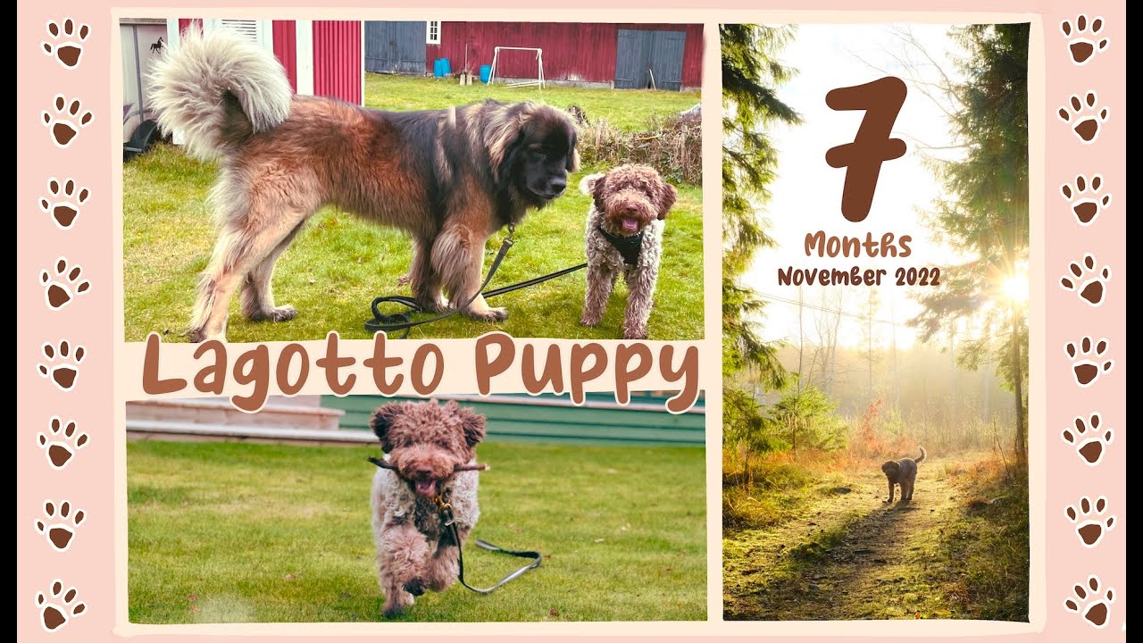 Lagotto Puppy 7 months old, seeing snow for the first time (november 2022)