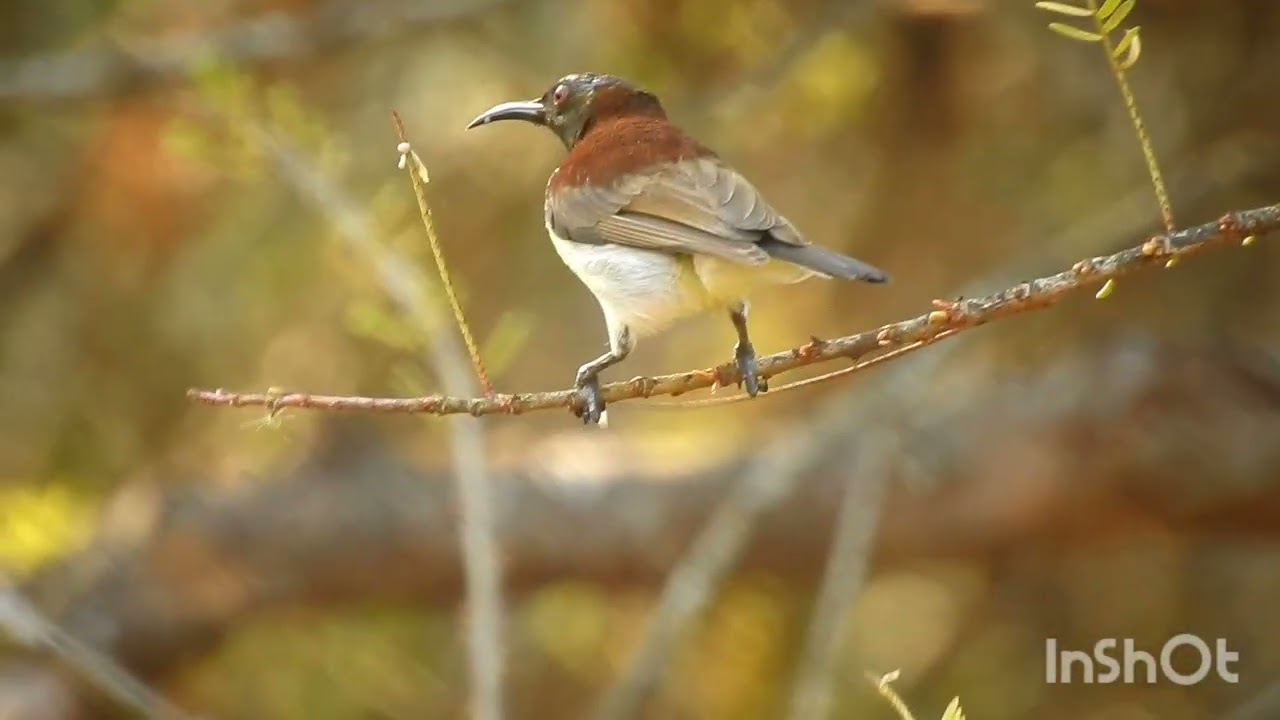 BIRDS