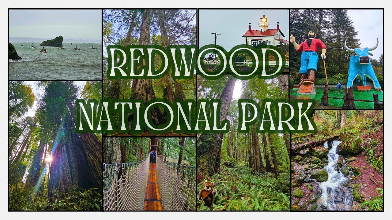Redwood National Park | Trillium Falls | Lady Bird Grove | Trees Of Mystery | California | Feb. 2024