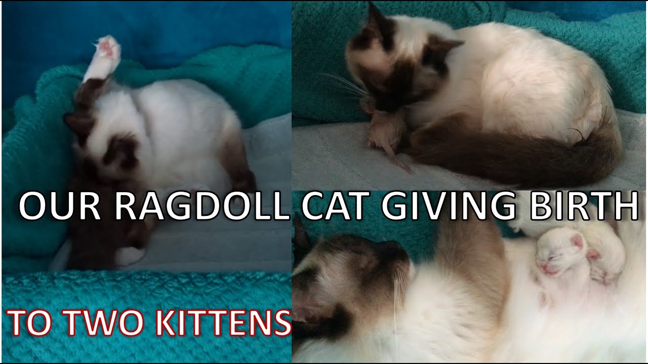 RAGDOLL CAT GIVING BIRTH TO TWO KITTENS + weigh-ins | Claudia GG