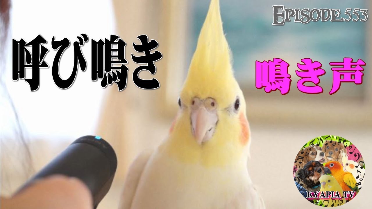オカメインコ（オス）呼び鳴き・鳴き声ってどうなの？種類 オス鳴き うるさい？553 A cry of Cockatiel ・Voice