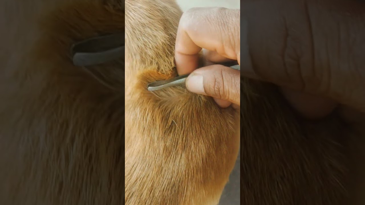 “Helping a Puppy Stay Clean and Comfortable 🐶✨”#dog #love #smart #cute #short