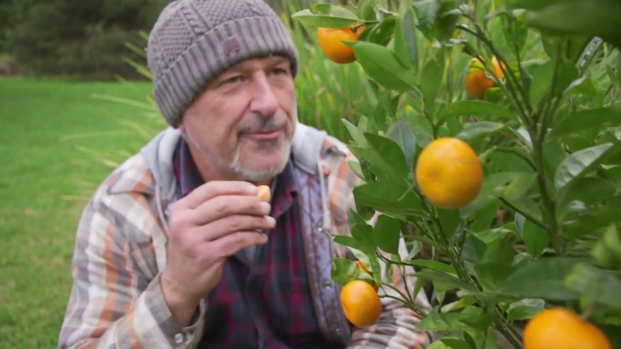 Grafting A Rose Mandarin And Asian Pair With The Italian Grafting Tool