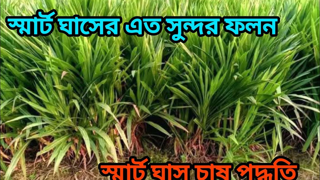 স্মার্ট ঘাসের এত সুন্দর ফলন । ৩০ দিনে স্মার্ট নেপিয়ার হাইব্রিড ঘাষ কাটুন -01775609712