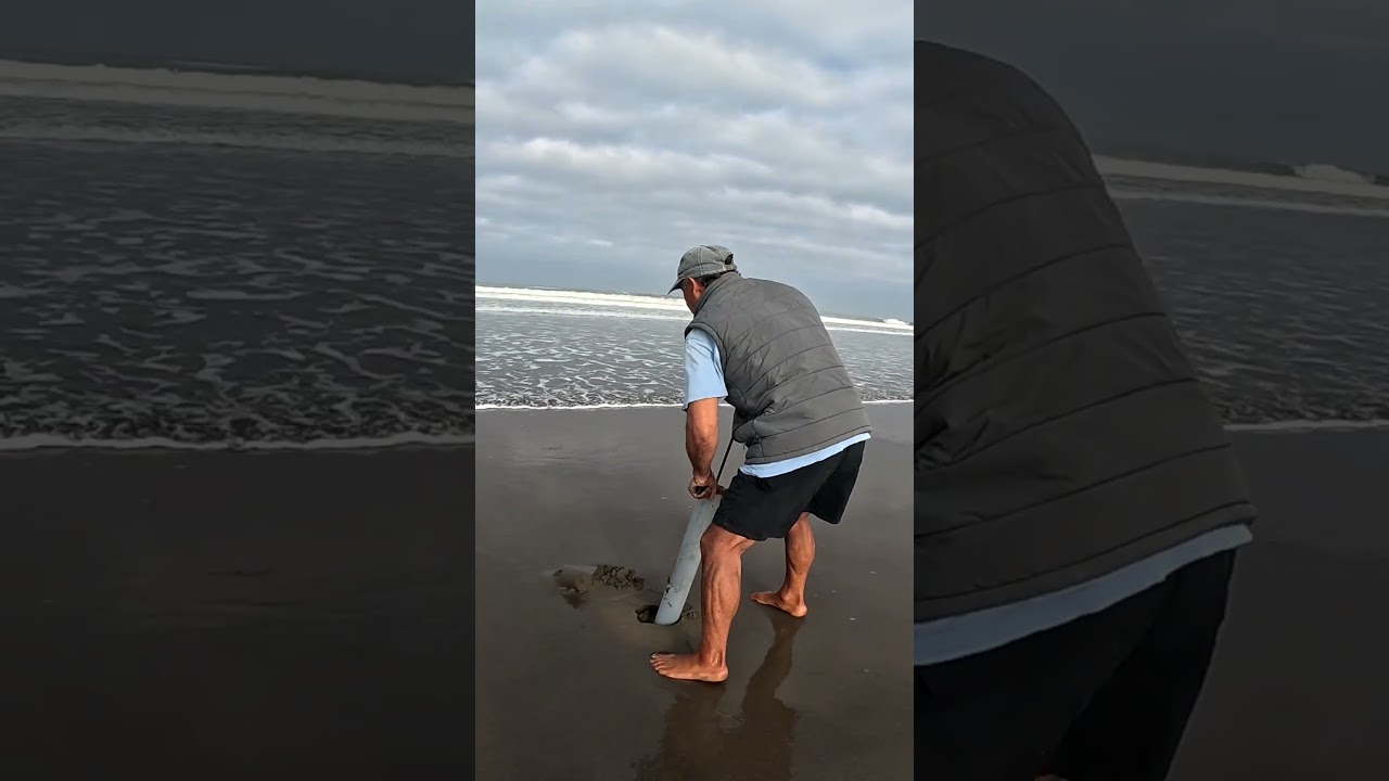 Sacando Maruchas de la playa usando un tubo de PVC #ghostshrimp  #shrimp