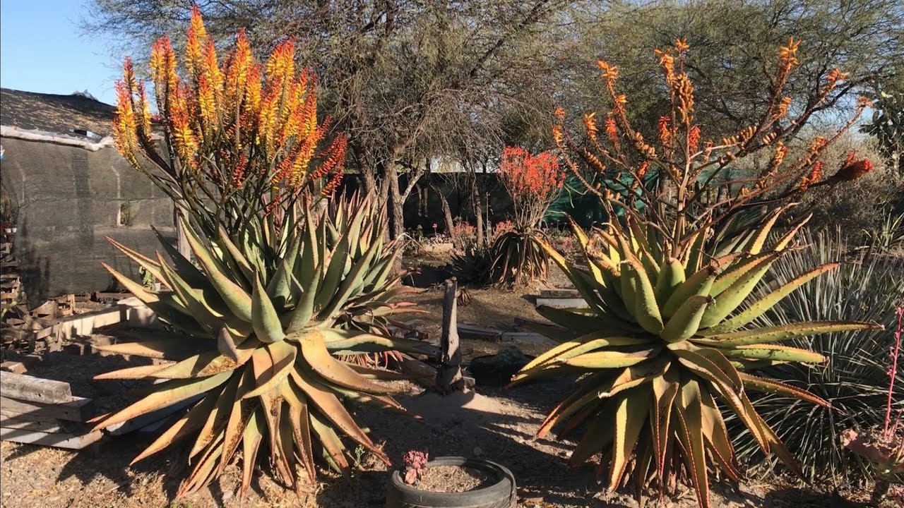 Estación Cobos | Vivero de cactus y suculentas en Salta