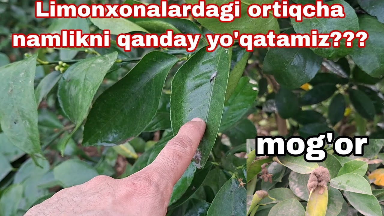 Limonxonalardagi ortiqcha namlikni qanday yo'qotamiz? Nimaga mog'or bosadi... 