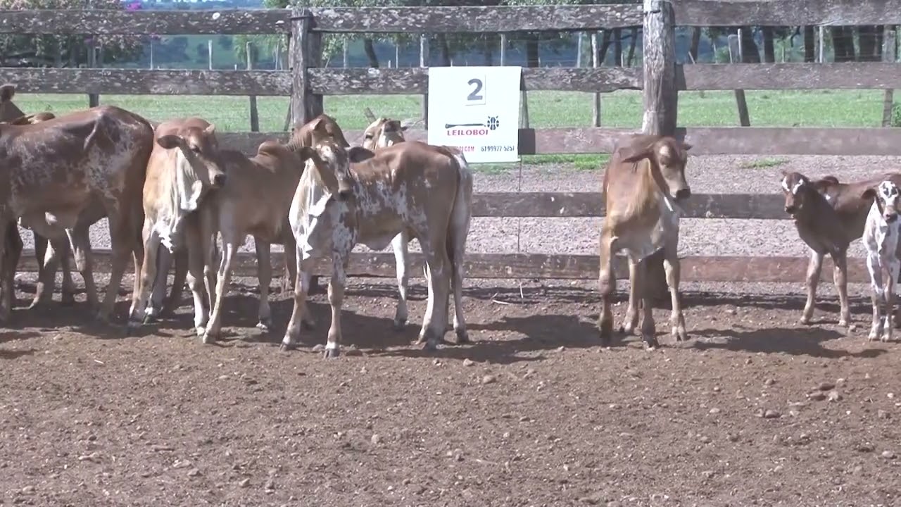 LOTE 02 - 40 VACAS NEL. PINTADO PAR. (17M/23F) 430 KG - 45 KM DE BELA VISTA-MS / 52 KM DE JARIDM-MS