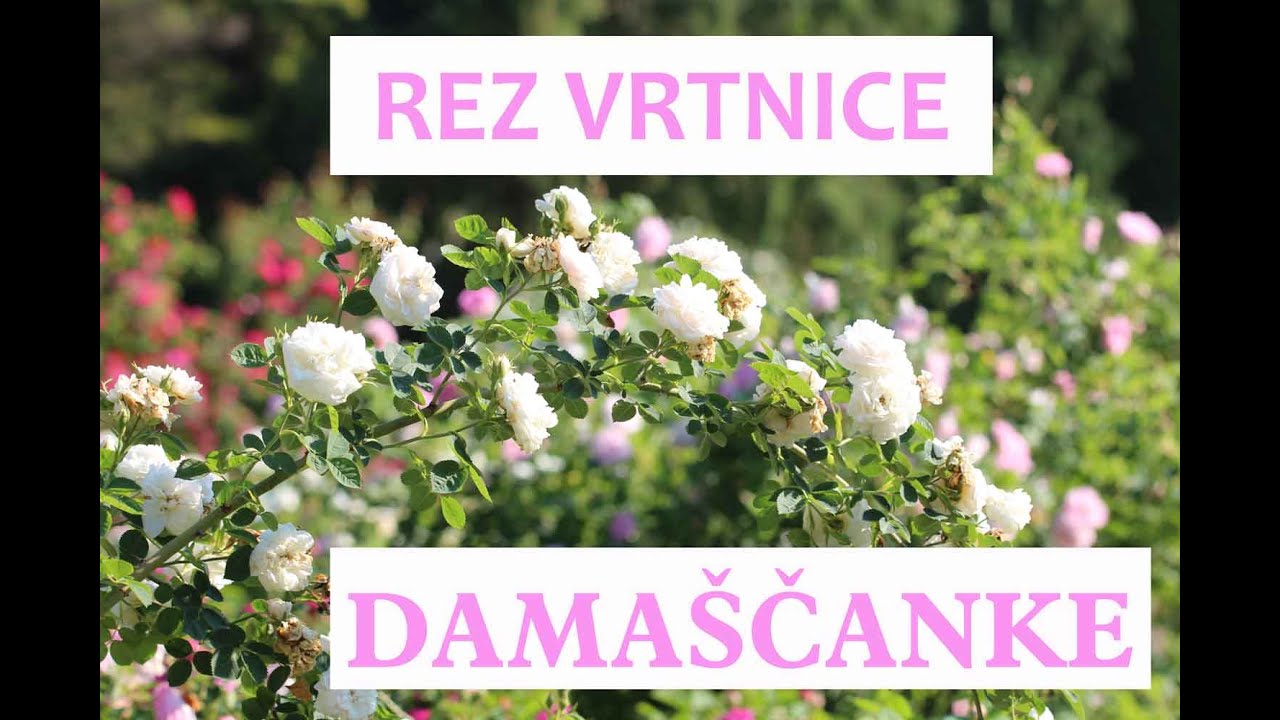 Rez vrtnice damaščanke