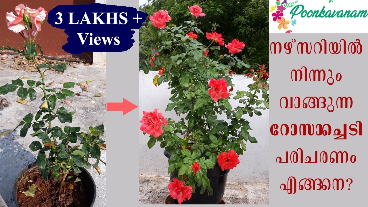 Rose Plant Care- Part 1 / Complete Guide (With Updates) (Malayalam with English subtitles)