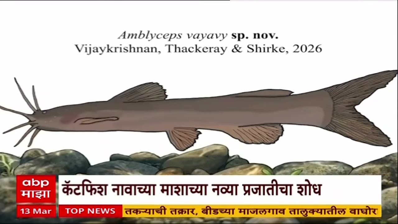 Catfish Thackeray Wildlife : कॅटफिश नावाच्या माशाचा नव्या प्रजातीचा शोध