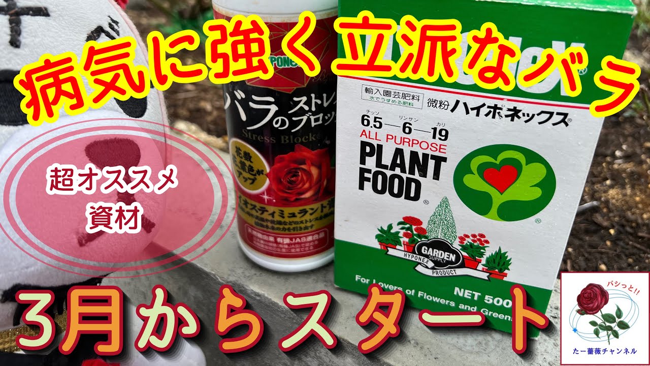 3月から始めよう‼️超オススメ【ストレスブロック・ハイポネックス微粉】病気に強く立派な薔薇を作る🌹