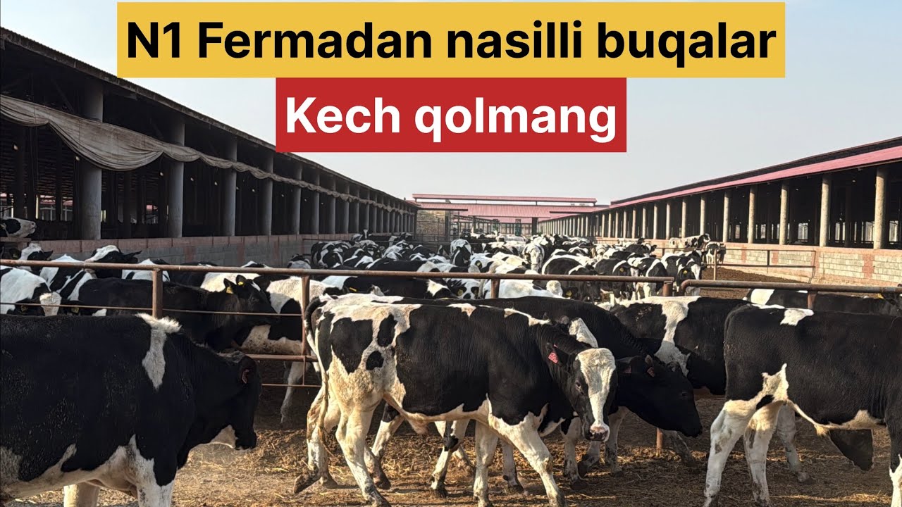 Qolgan daryo ishonchli fermadan Golishten friz buqalar sõraganlarga 