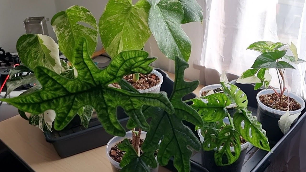 Monstera, Alocasia und Syngonium Entwicklung nach 4 Wochen Abwesenheit mit autom. Bewässerung