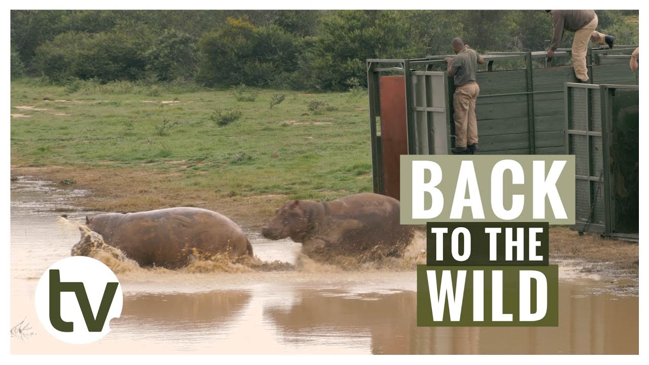 3 ORPHANED Hippos Released BACK into the WILD