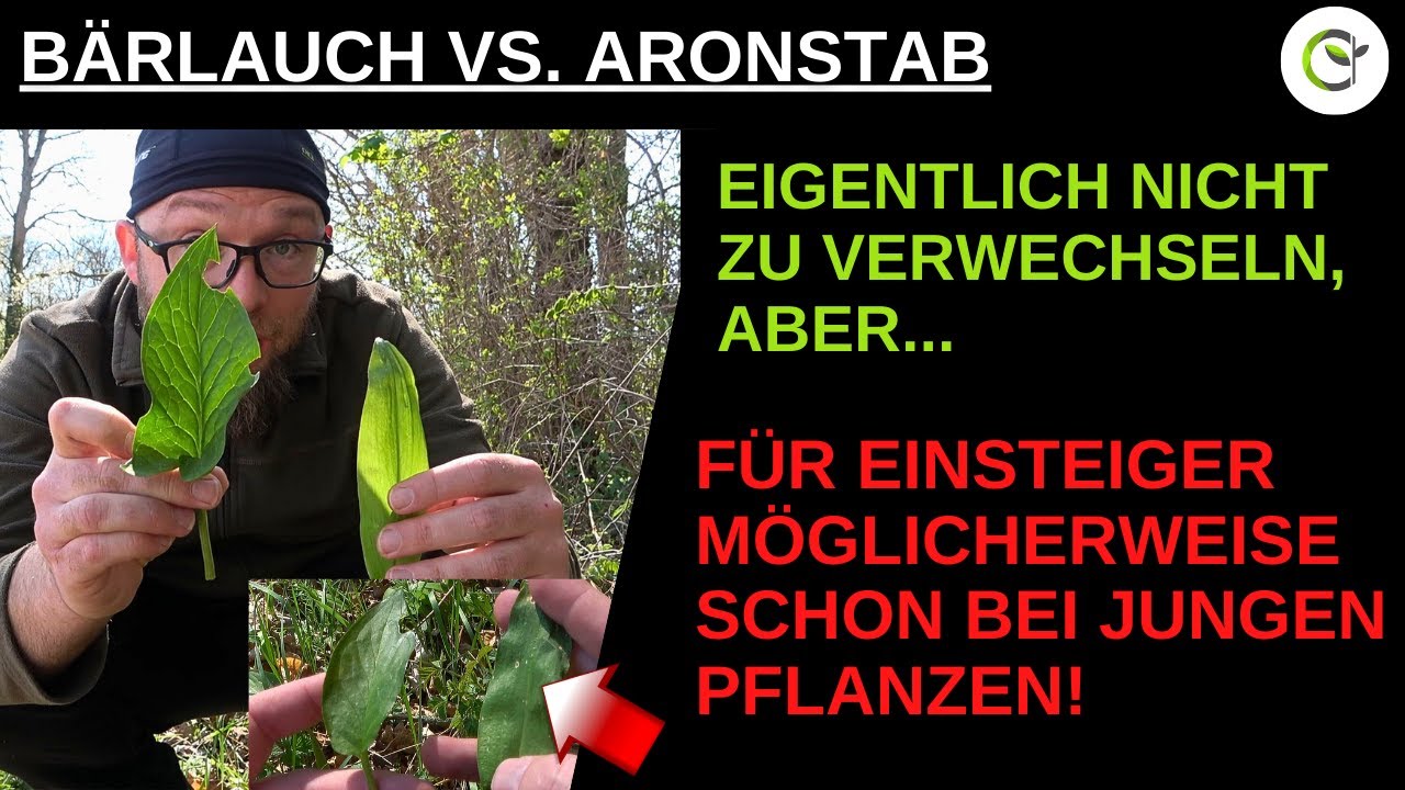 Giftigen Aronstab mit B&auml;rlauch verwechseln? - Mit ein wenig Wissen eigentlich unm&ouml;glich!