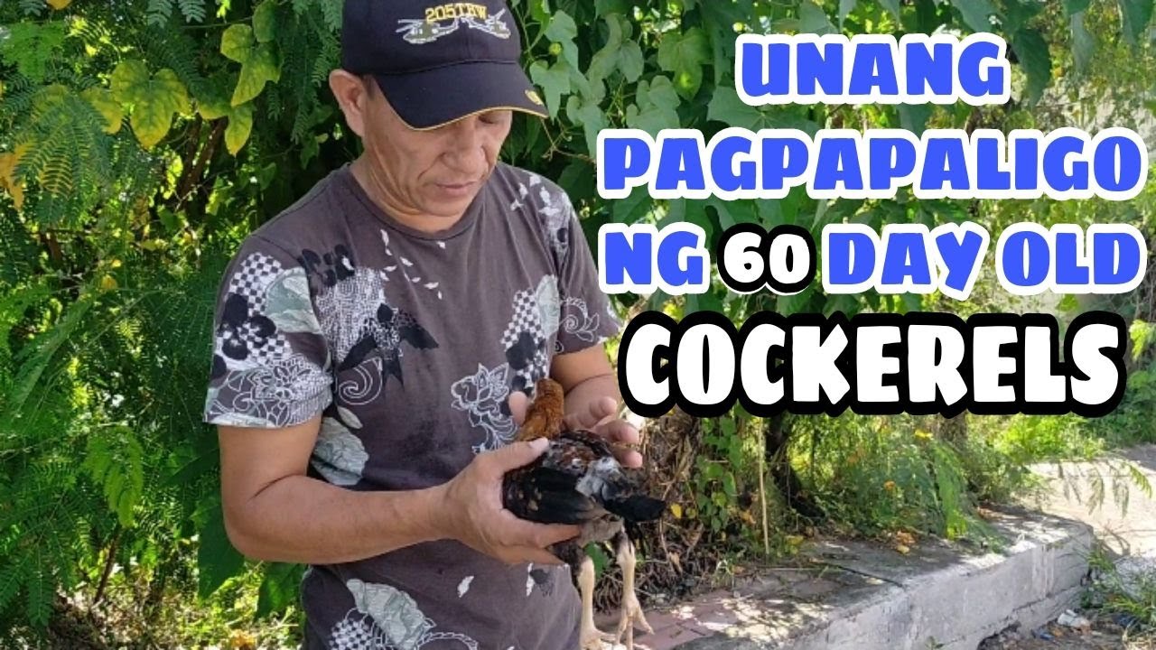 UNANG PAGPAPALIGO NG 60 DAY OLD COCKERELS! || BALERIANS GAMEYARD