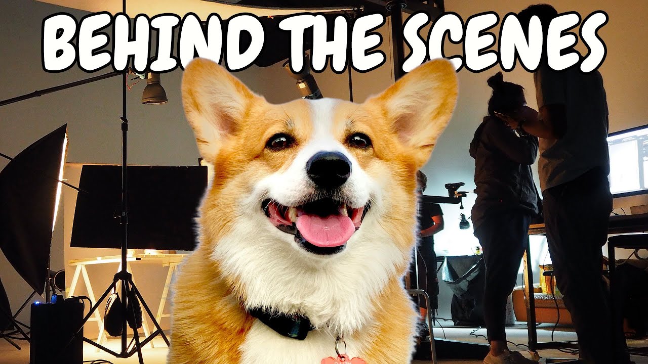 How Hammy Makes a Video (Behind the Scenes)