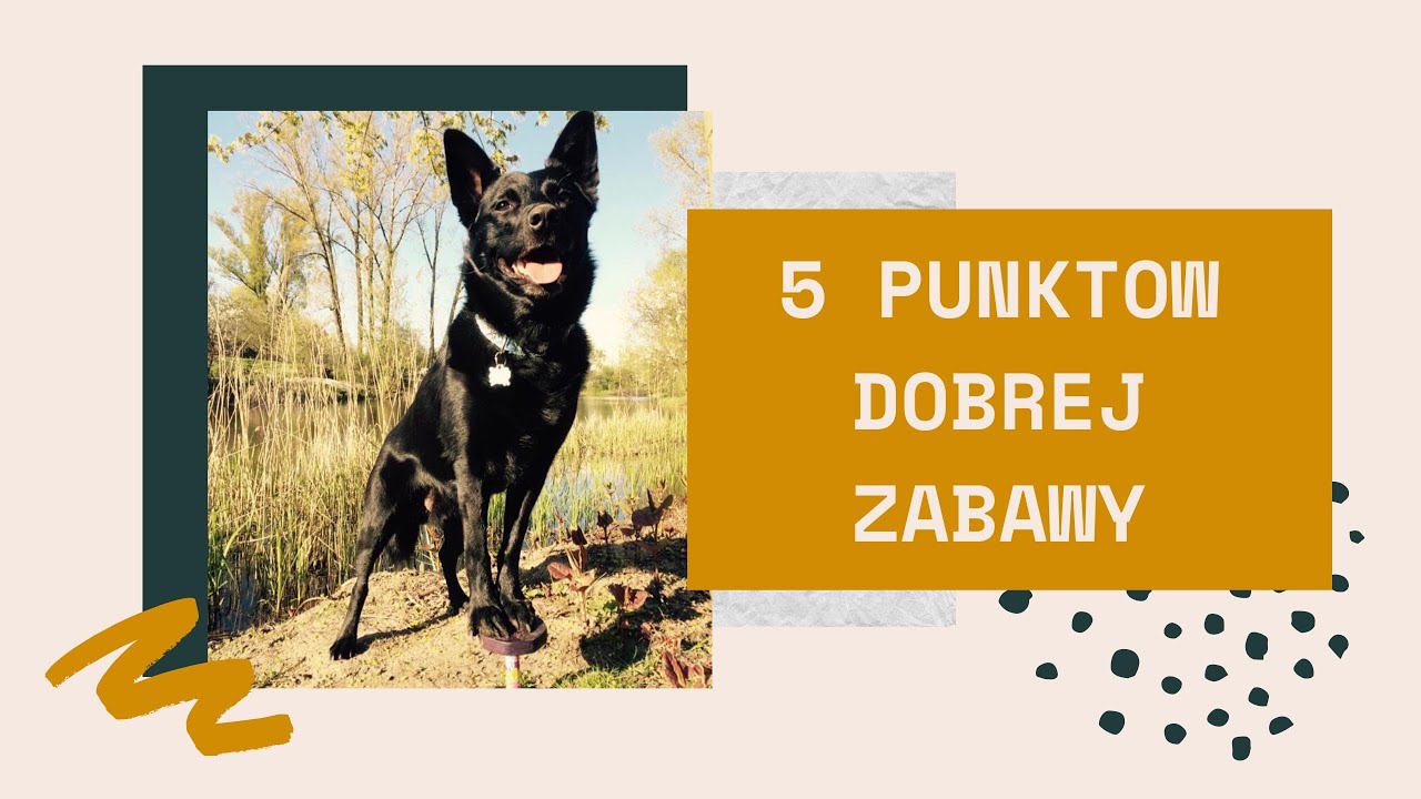 Jak dobrze bawić się z psem? 5 punktów. Trener opowiada #13