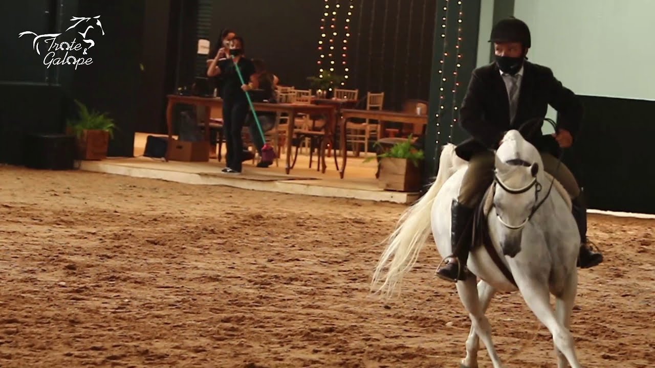 Hunter Pleasure Cavalo Árabe