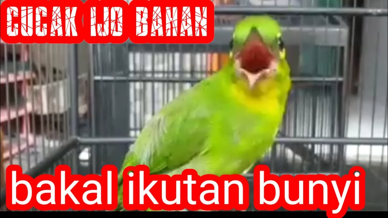 pancingan cucak ijo bahan. gumitir