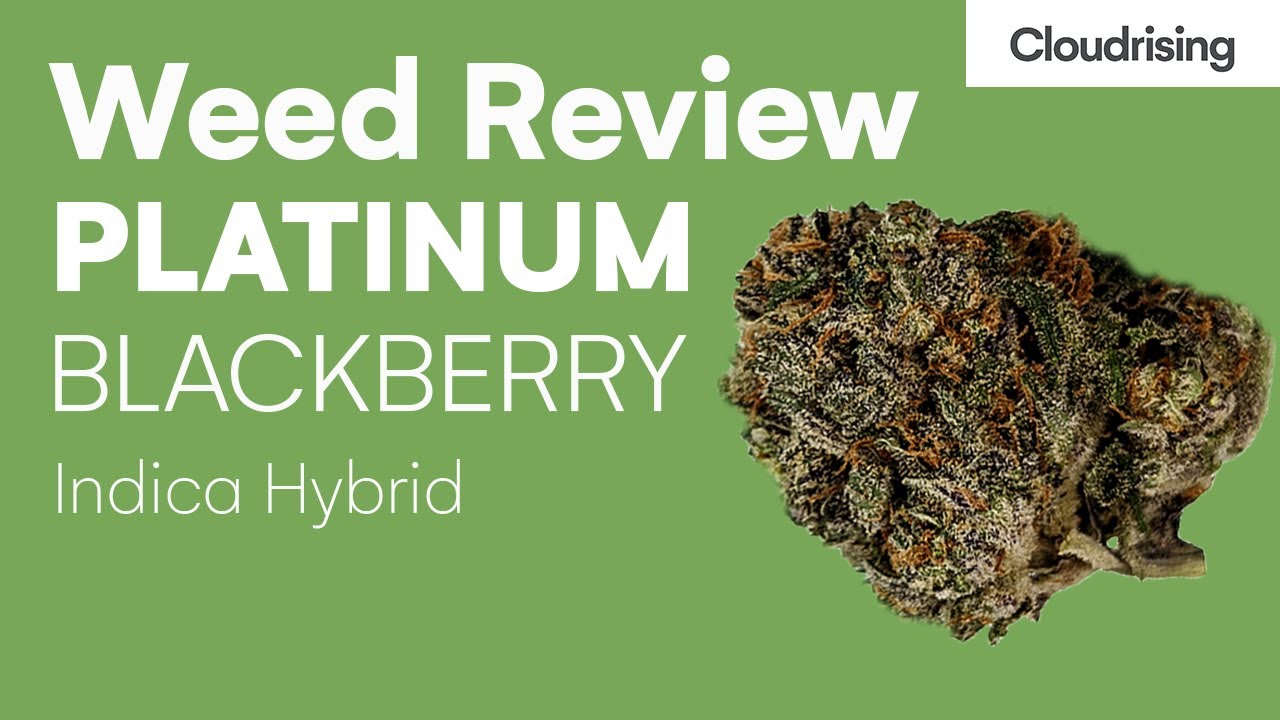 Platinum Blackberry Weed Review - CloudRising