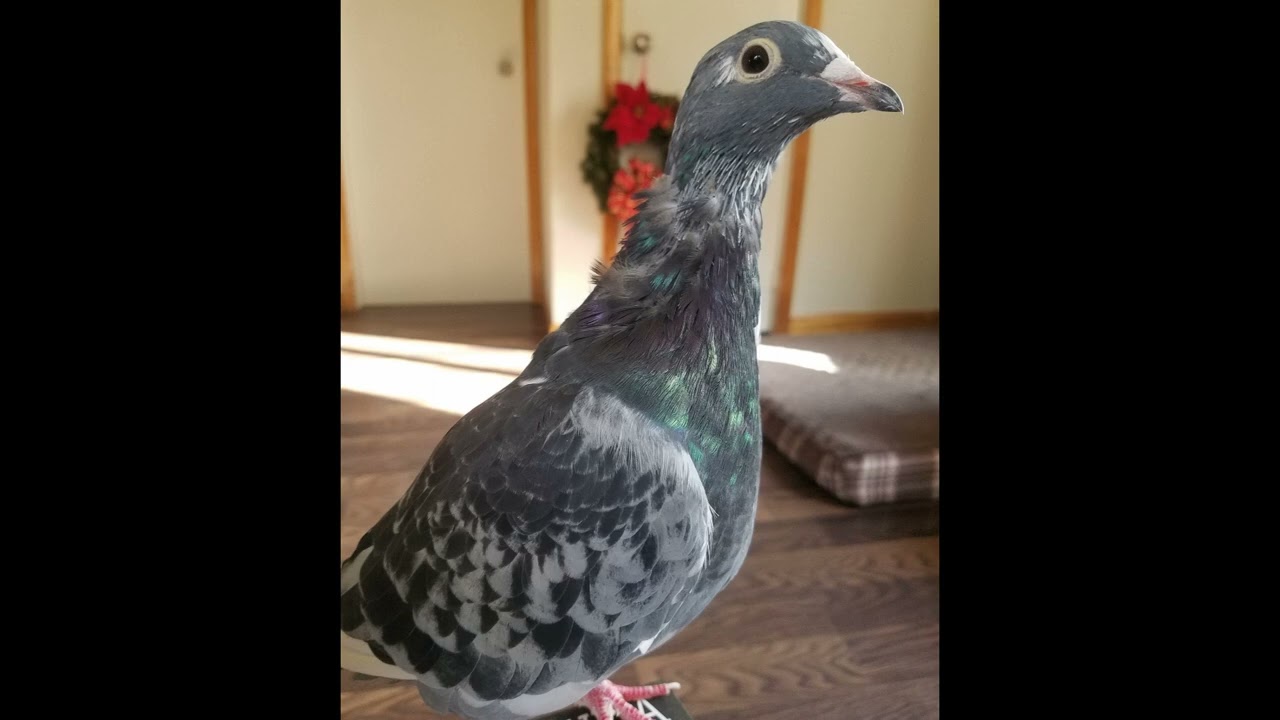 what do pigeons need in the full moult