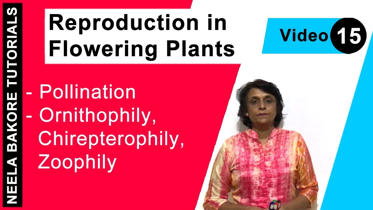 Reproduction in Flowering Plants | NEET | Pollination - Ornithophily, Chirepterophily, Zoophily