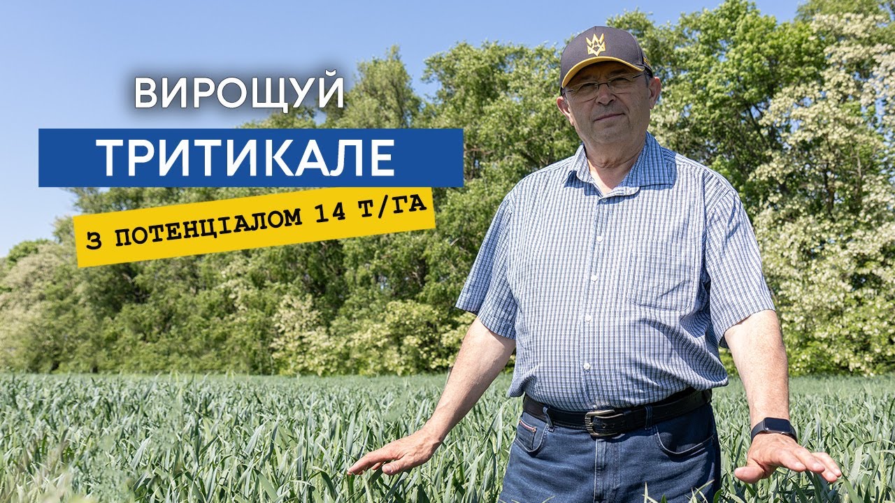 Тритикале вигідніше ніж пшениця. Врожайність на зерно до 14 т/га, зеленої маси 60 т/га. Огляд сортів
