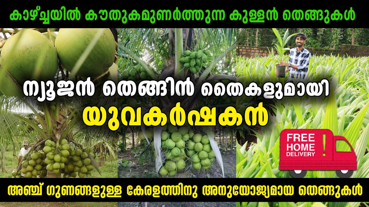 ന്യൂജൻ തെങ്ങിൻ തൈകളുമായി യുവകർഷകൻ | അഞ്ച് ഗുണങ്ങളുള്ള കേരളത്തിനു അനുയോജ്യമായ കുള്ളൻ തെങ്ങുകൾ
