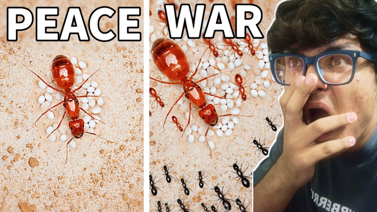 Simulating an Ant Colony for 1000 Days😯