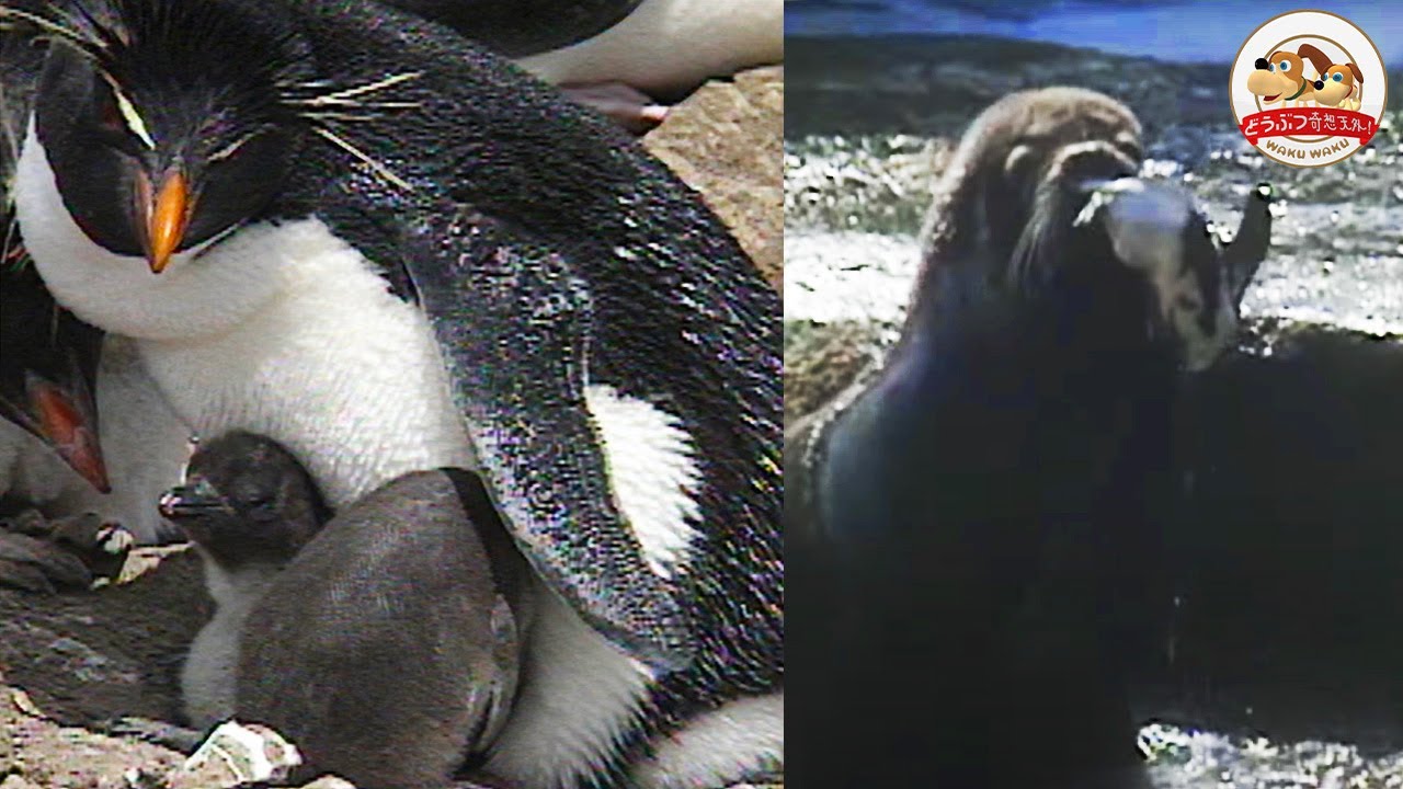 【イワトビペンギンの壮絶子育て】迫りくる外敵から我が子を守れ！さらに原油で弱ったペンギンを海獣が…【どうぶつ奇想天外／WAKUWAKU】