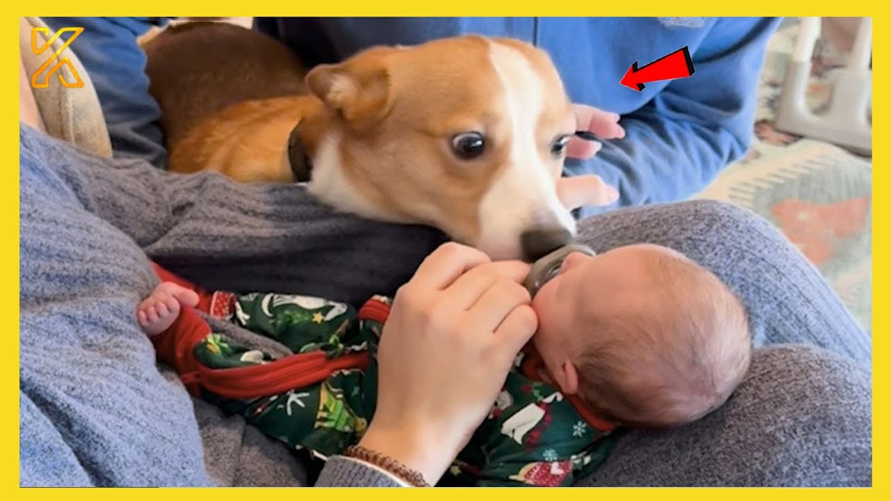 🐶 Adorable Dogs&rsquo; Curious Reactions to Meeting a Baby for the First Time 🤣 Funniest Dog Reactions!