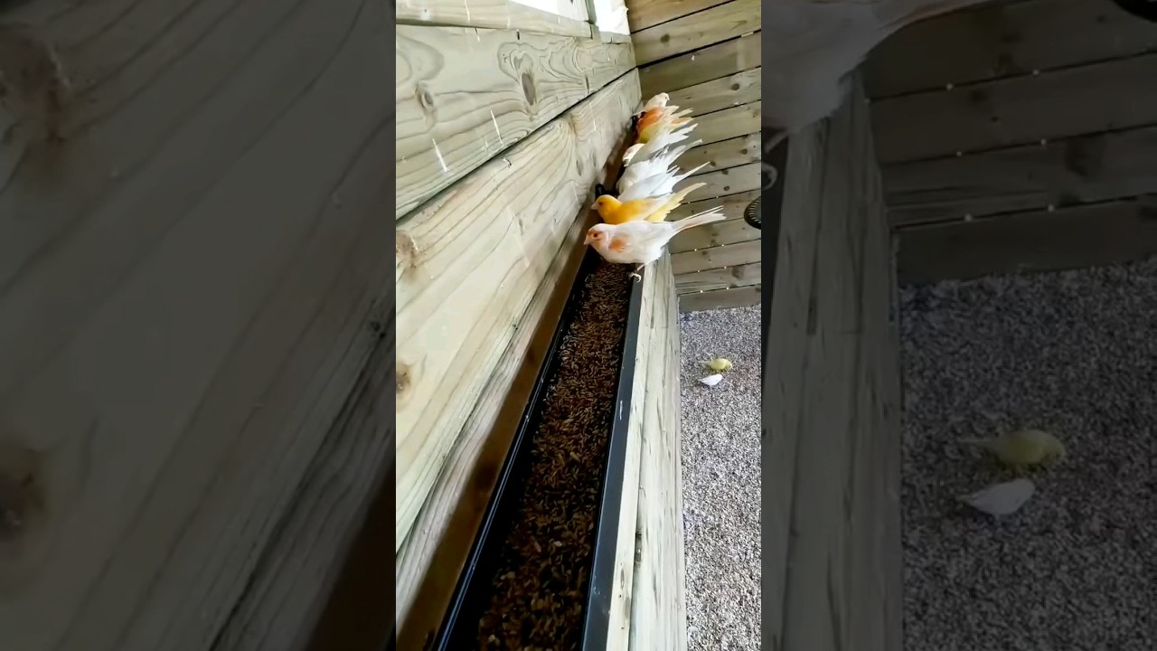 ternak kenari sistem koloni 