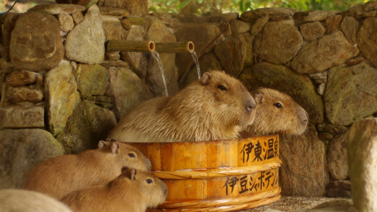 長崎バイオパーク カピバラたらいの湯 ( Capybara in woody washtub )