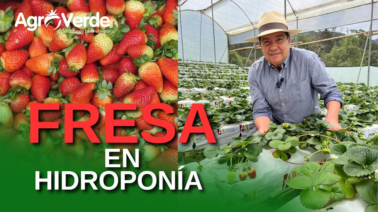 Fresas en Hidroponia: Riego, Fertilización y Control de Plagas | Guía para un Cultivo Exitoso